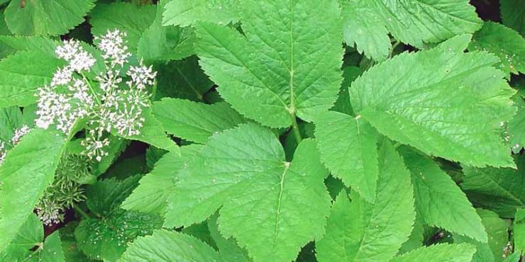 invasive plants, goutweed